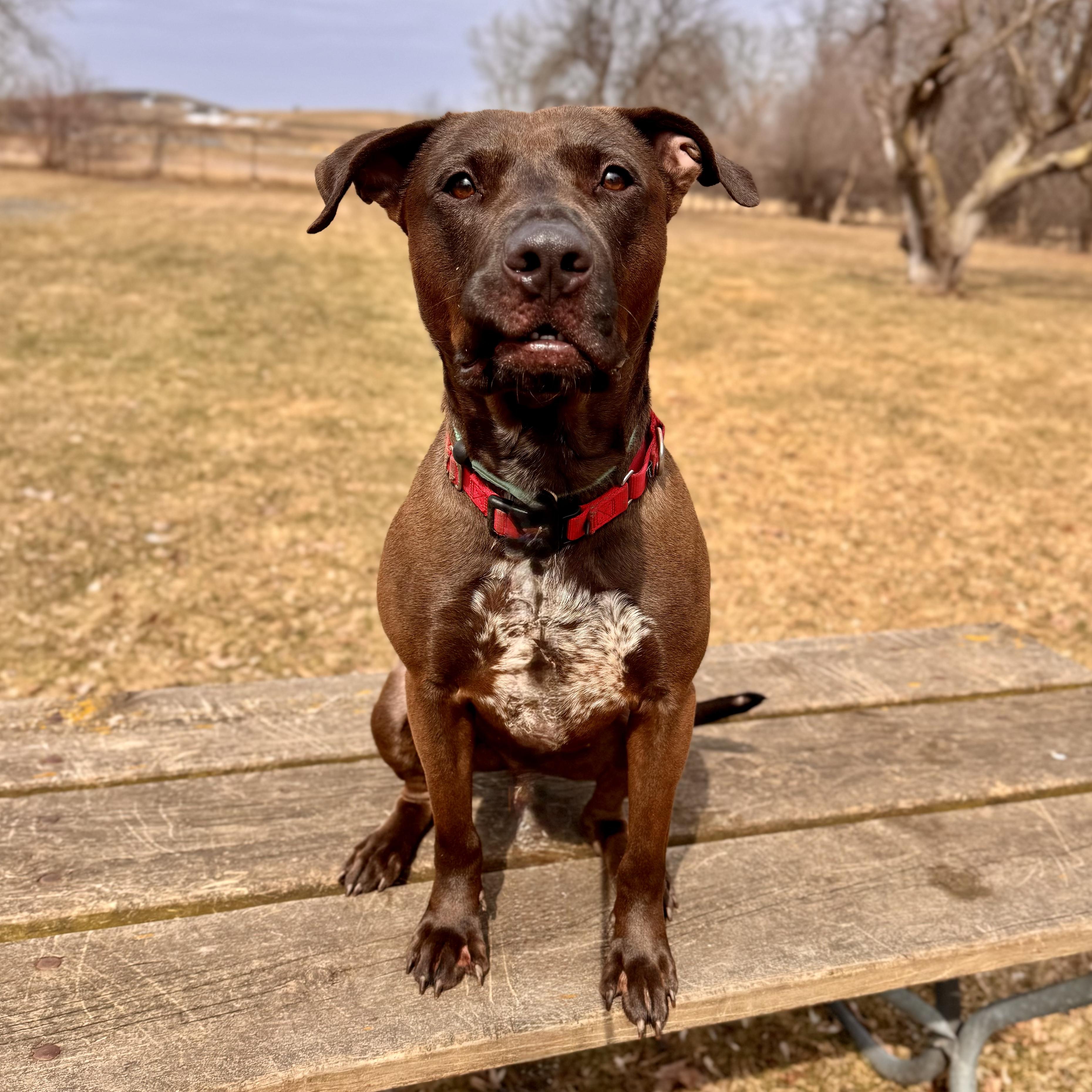Sloppy Joe, adoptable, Adult Male Mixed Breed.
