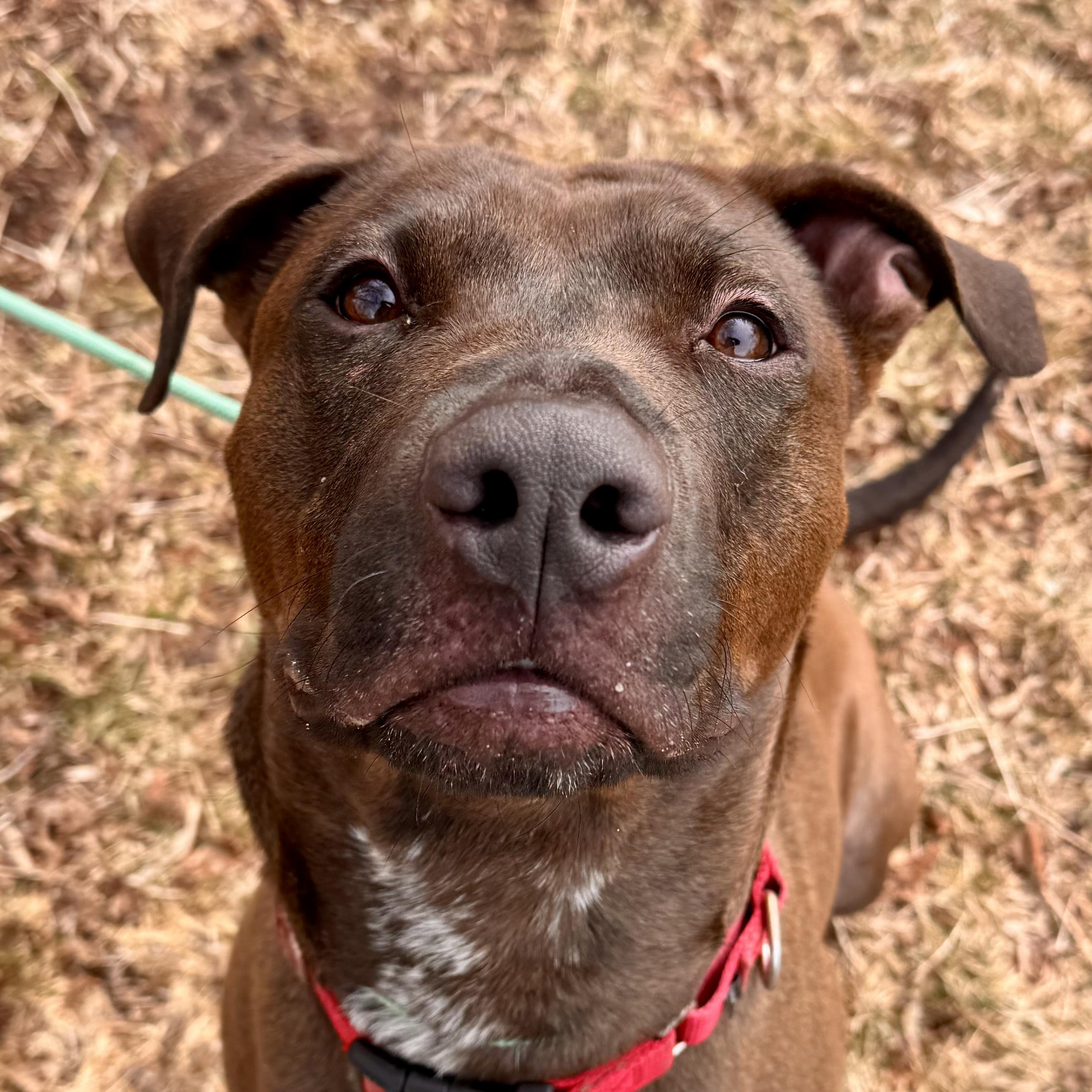 Enlarge Sloppy Joe, an adoptable Mixed Breed in Midland, MI image 4/6