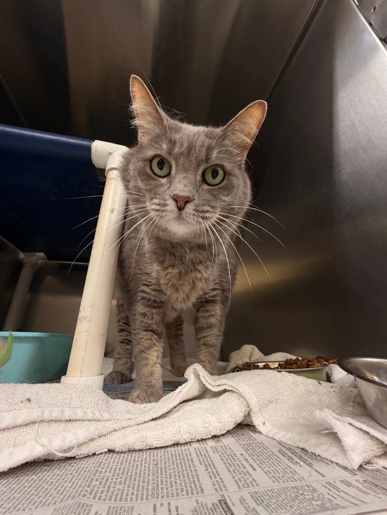 Marge, Adoptable, Adult Female Domestic Short Hair.