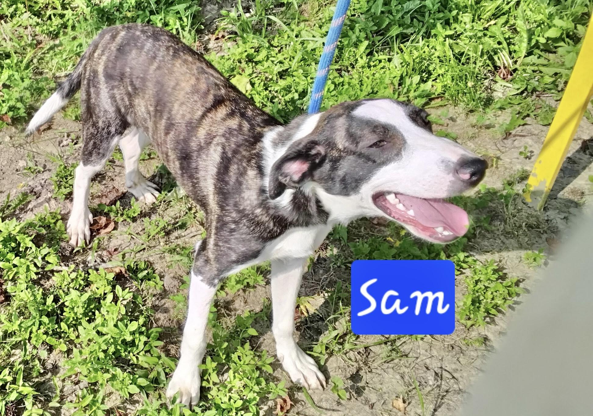 Enlarge Sam, a Adoptable Mountain Cur in Manchester, CT image 2/3