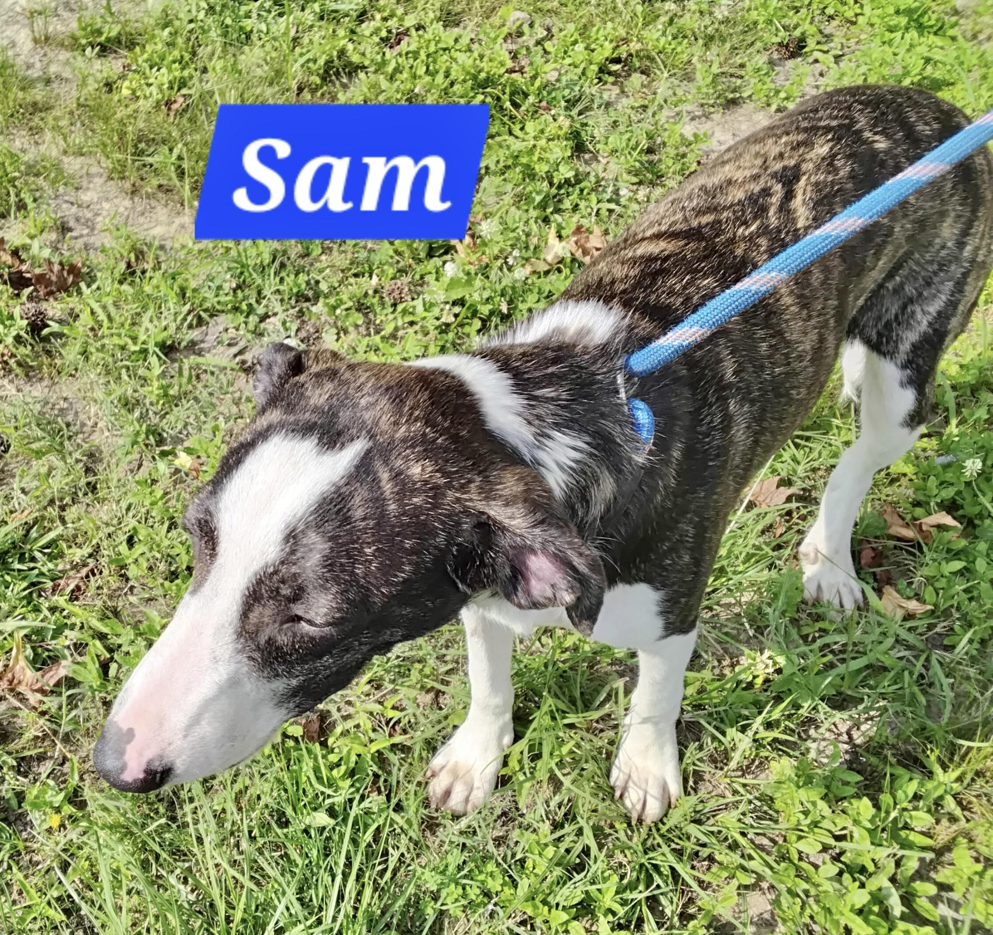 Enlarge Sam, a Adoptable Mountain Cur in Manchester, CT image 3/3