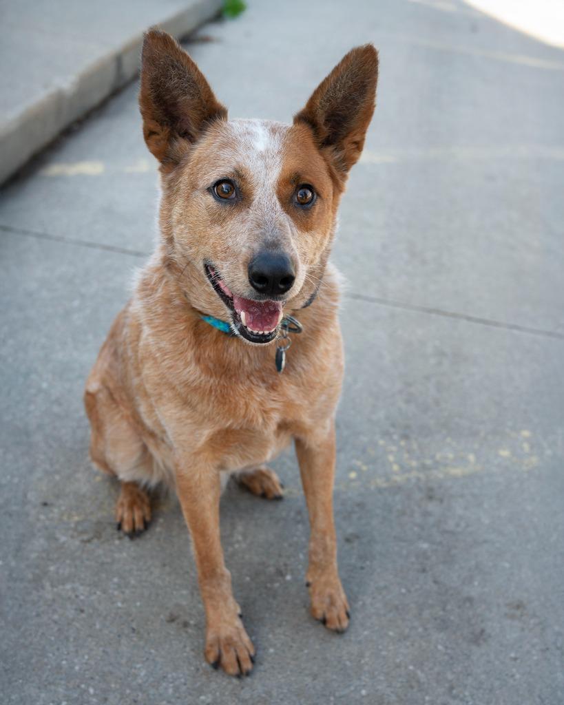 Doc, Adoptable, Adult Male Labrador Retriever.