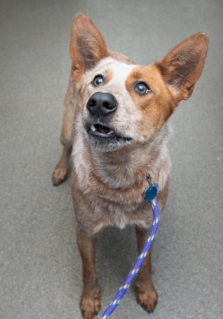 Doc, a Adoptable Labrador Retriever in Boone, IA image 2/6