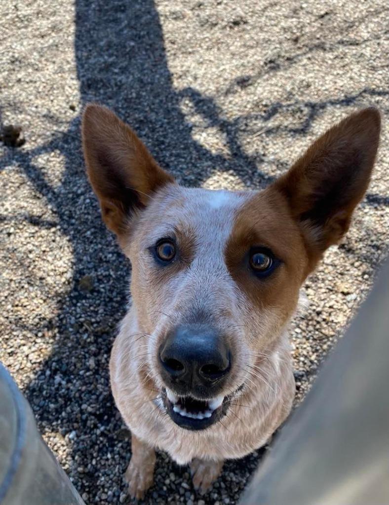 Doc, a Adoptable Labrador Retriever in Boone, IA image 4/6