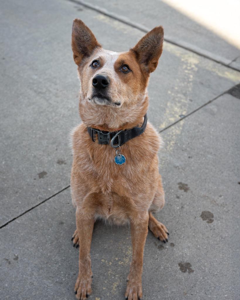 Doc, a Adoptable Labrador Retriever in Boone, IA image 5/6
