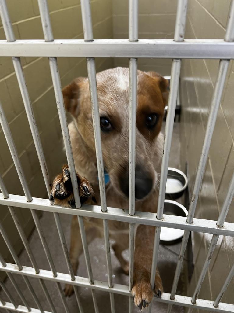Doc, a Adoptable Labrador Retriever in Boone, IA image 6/6