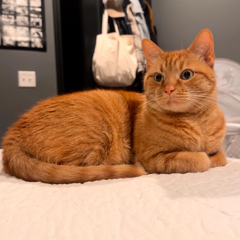 Enlarge Peter, a Adoptable Domestic Short Hair in HERNANDO, MS image 1/1