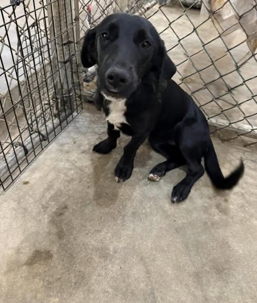 Midnight, Adoptable, Young Female Labrador Retriever.