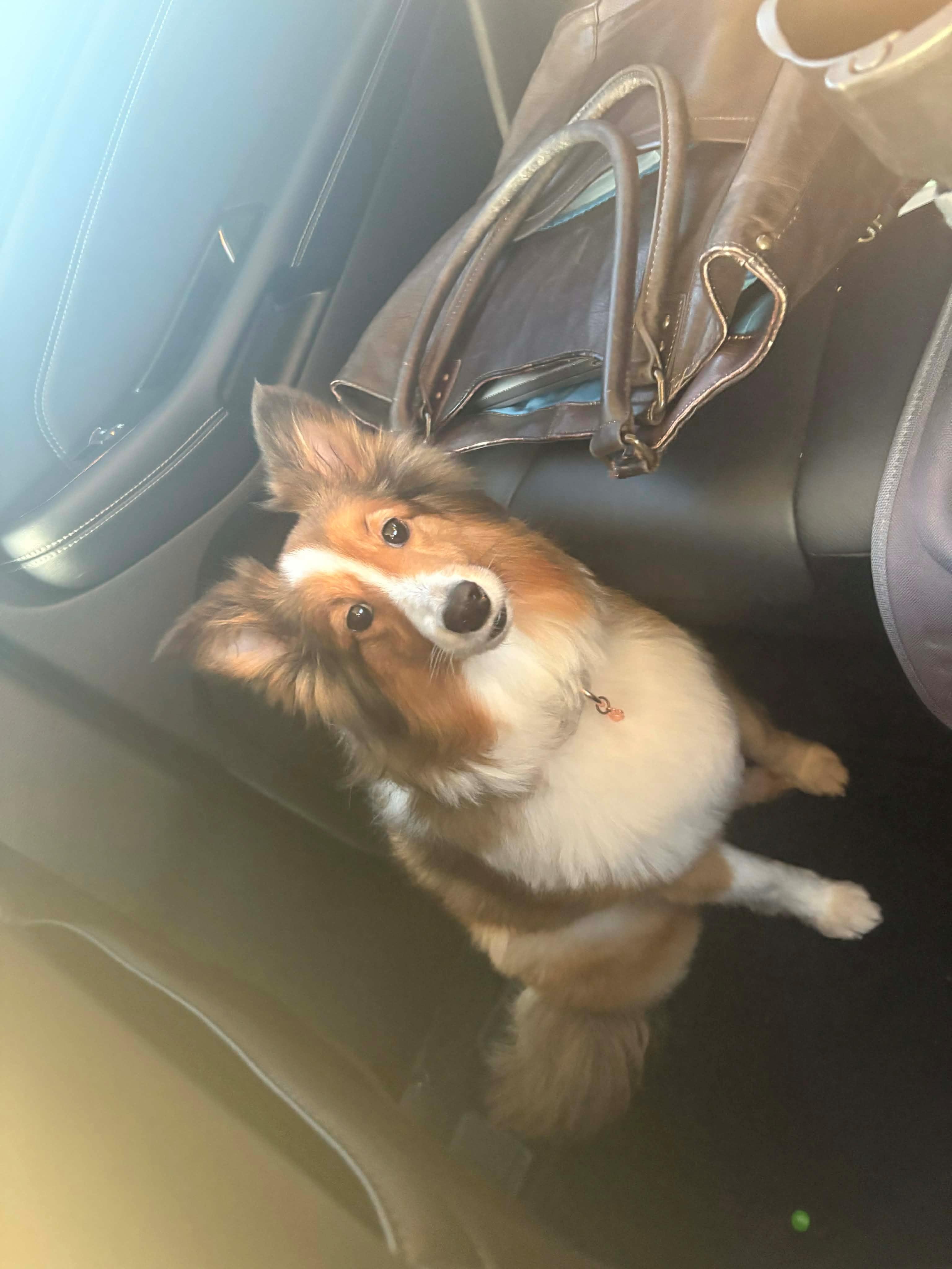 Enlarge Celti, a ADOPTABLE Shetland Sheepdog / Sheltie in vALE, NC image 1/1