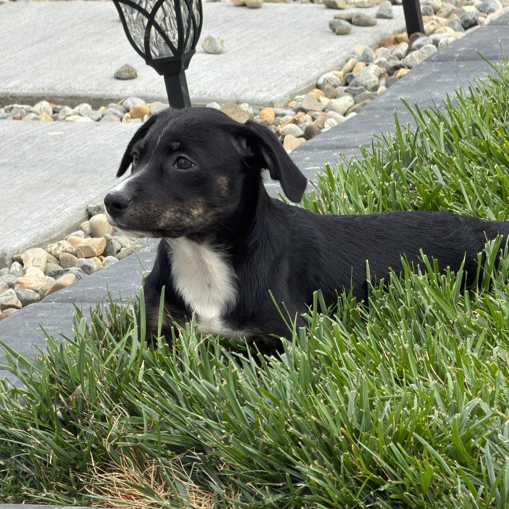 Bixie, a Adoptable Flat-Coated Retriever in Staten Island, NY image 1/5