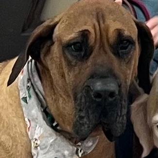 Enlarge Birdie, a Adoptable mixed breed in Las Vegas, NV image 1/6