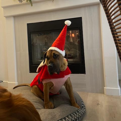 Enlarge Birdie, a Adoptable mixed breed in Las Vegas, NV image 2/6