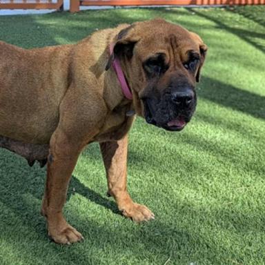 Enlarge Birdie, a Adoptable mixed breed in Las Vegas, NV image 3/6