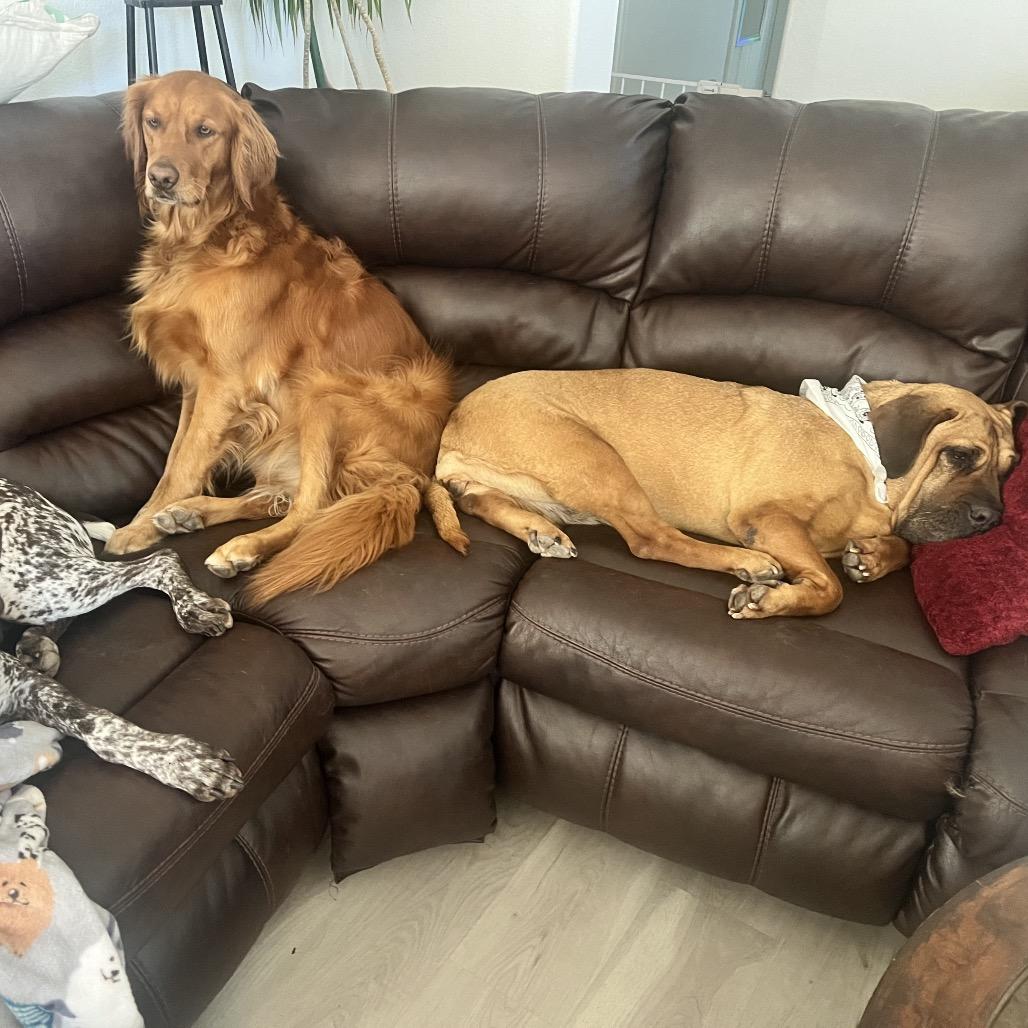 Enlarge Birdie, a Adoptable mixed breed in Las Vegas, NV image 3/6