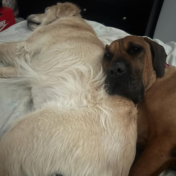 Enlarge Birdie, a Adoptable mixed breed in Las Vegas, NV image 4/6