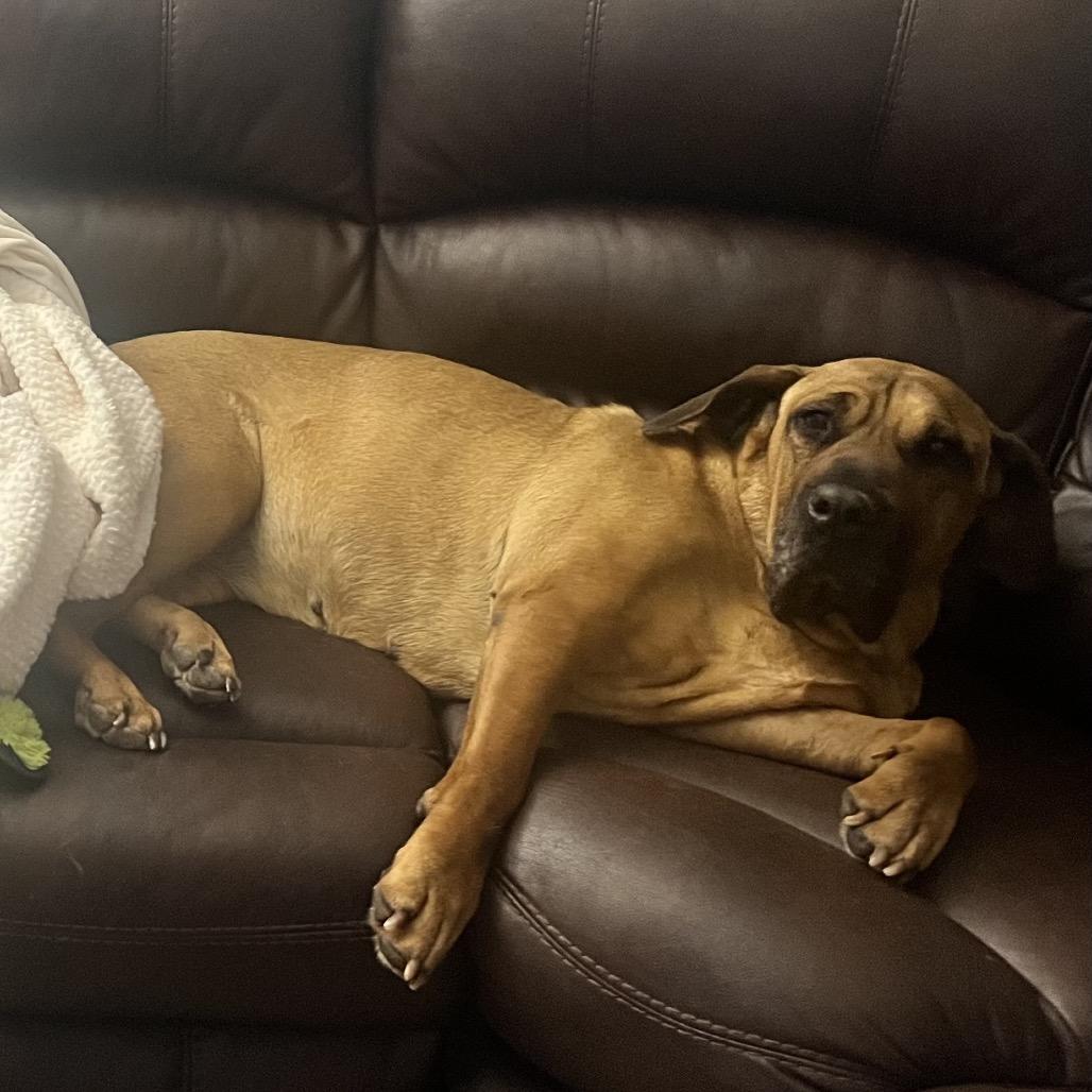 Enlarge Birdie, a Adoptable mixed breed in Las Vegas, NV image 5/6