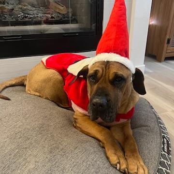 Enlarge Birdie, a Adoptable mixed breed in Las Vegas, NV image 5/6