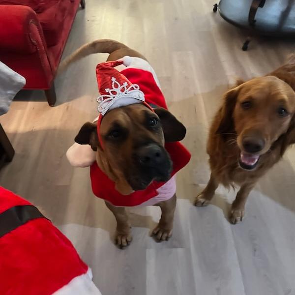 Enlarge Birdie, a Adoptable mixed breed in Las Vegas, NV image 6/6