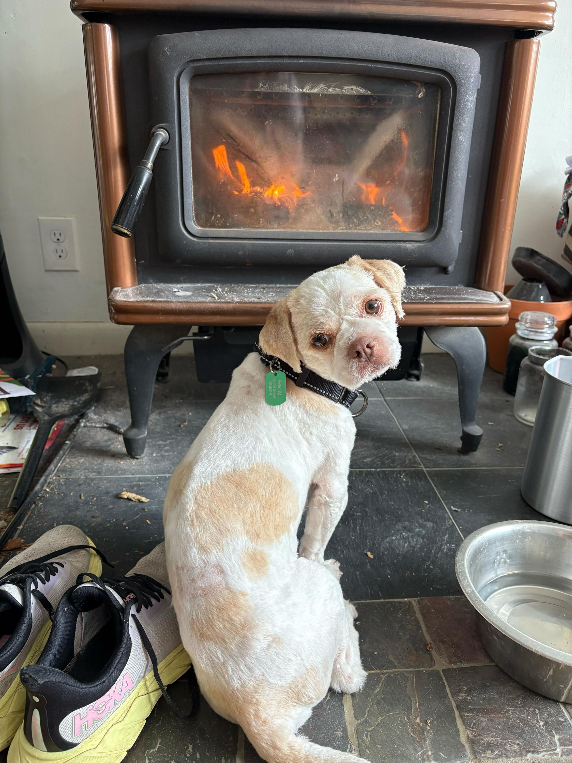 Enlarge Tofu, an adopted Mixed Breed in Bowdoin, ME image 1/5
