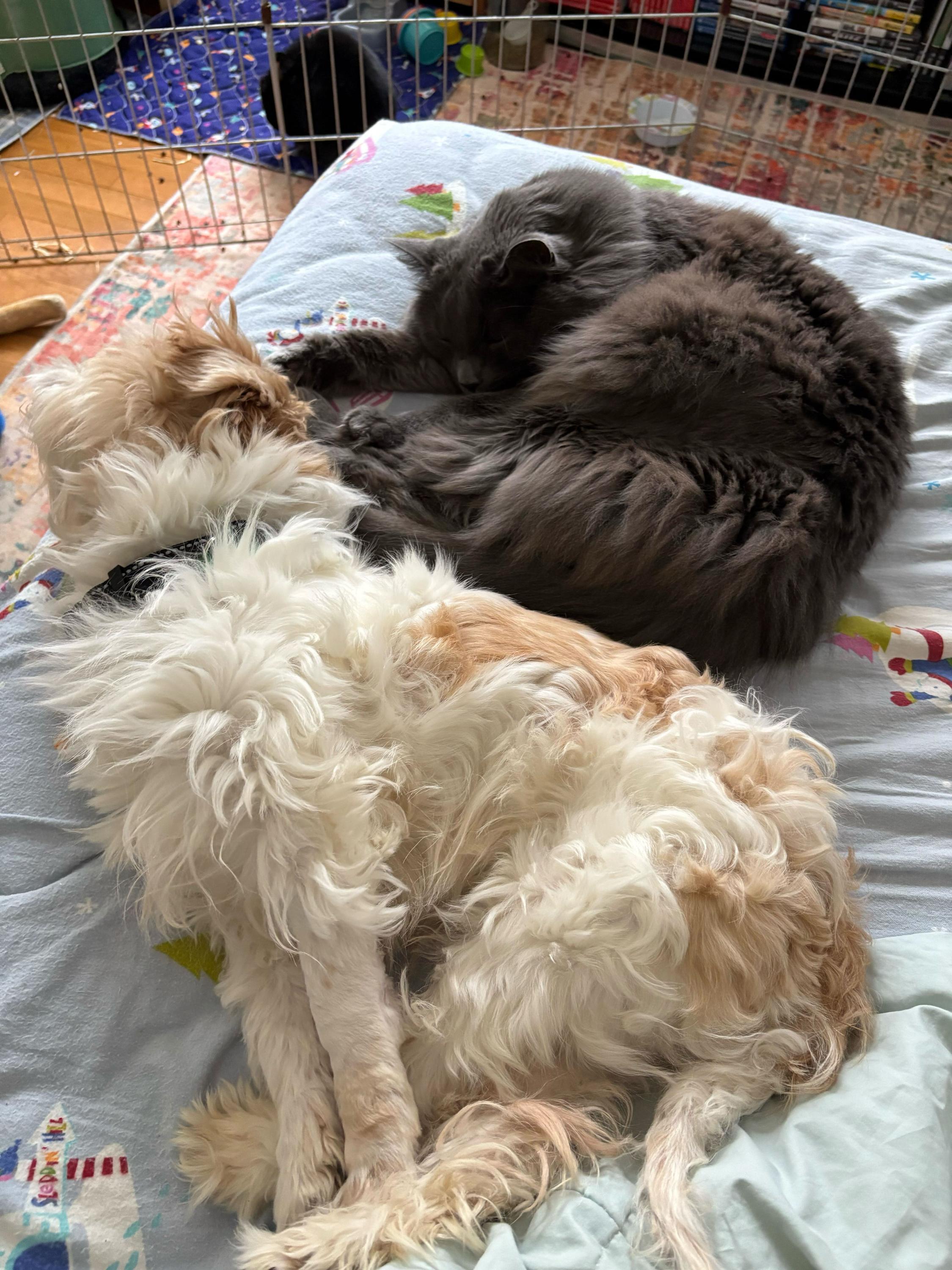 Enlarge Tofu, an adopted Mixed Breed in Bowdoin, ME image 3/5