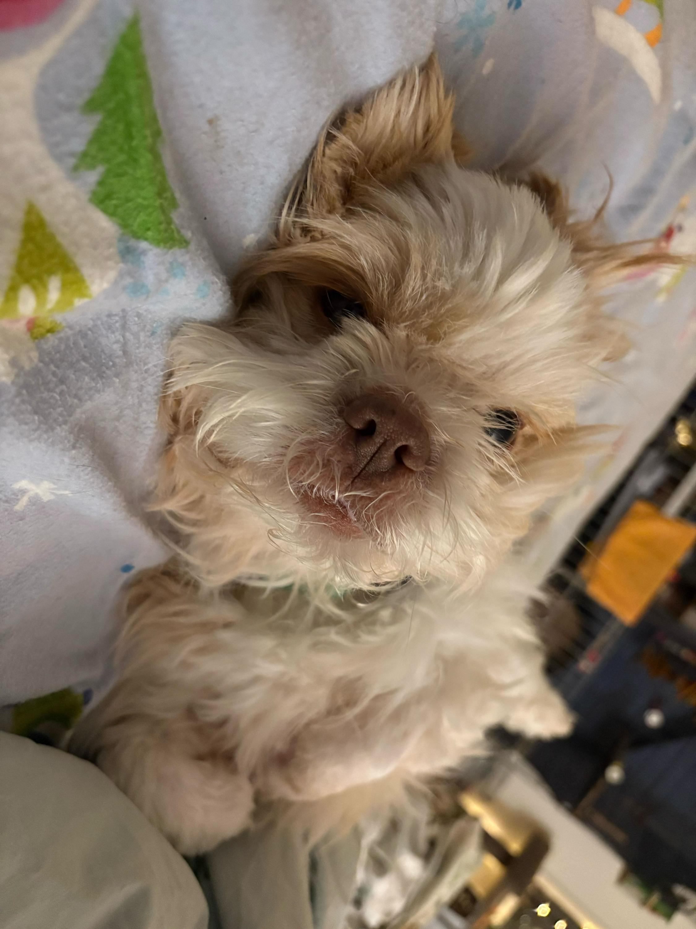 Enlarge Tofu, an adopted Mixed Breed in Bowdoin, ME image 2/5