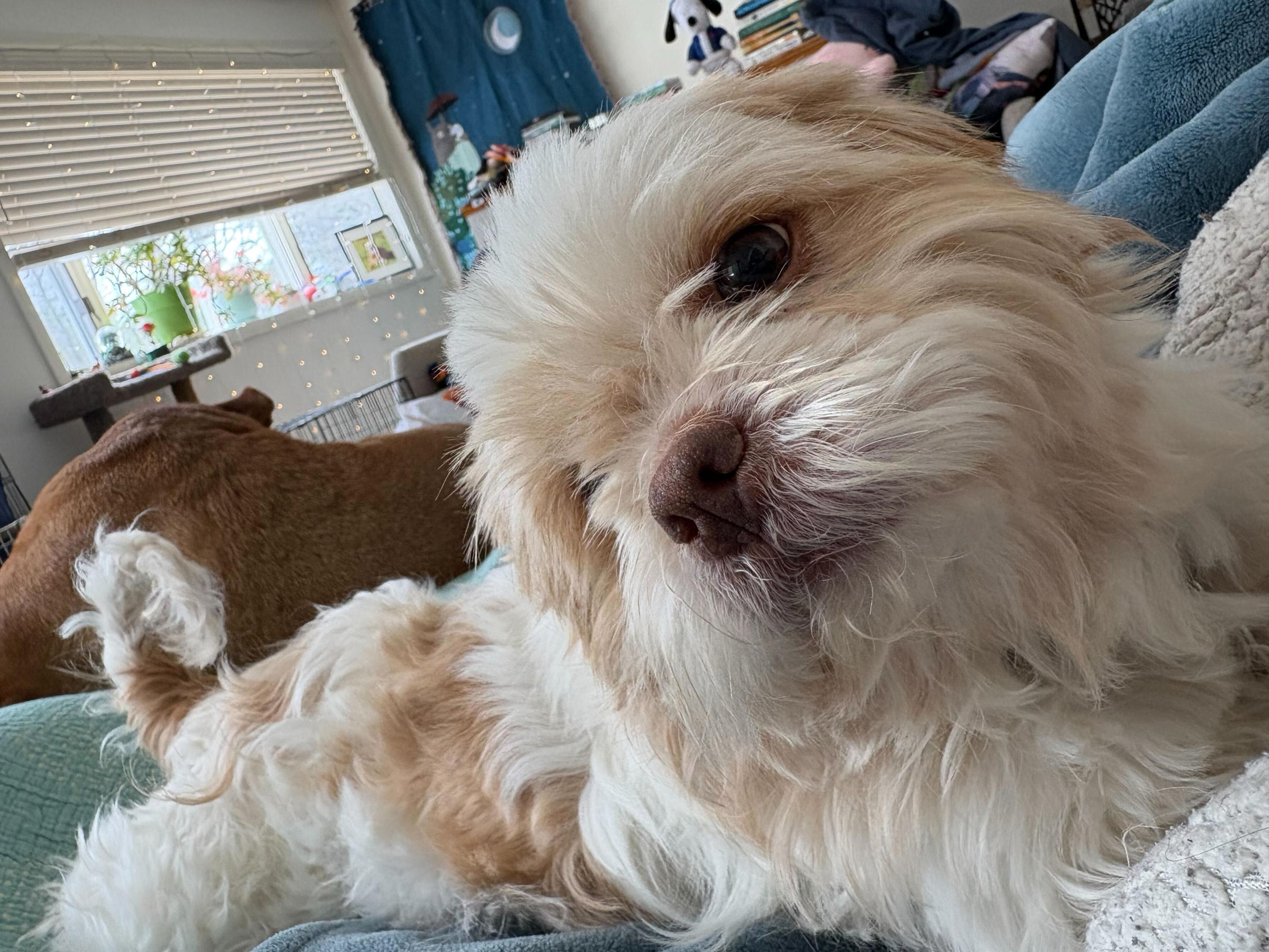 Enlarge Tofu, an adopted Mixed Breed in Bowdoin, ME image 5/5