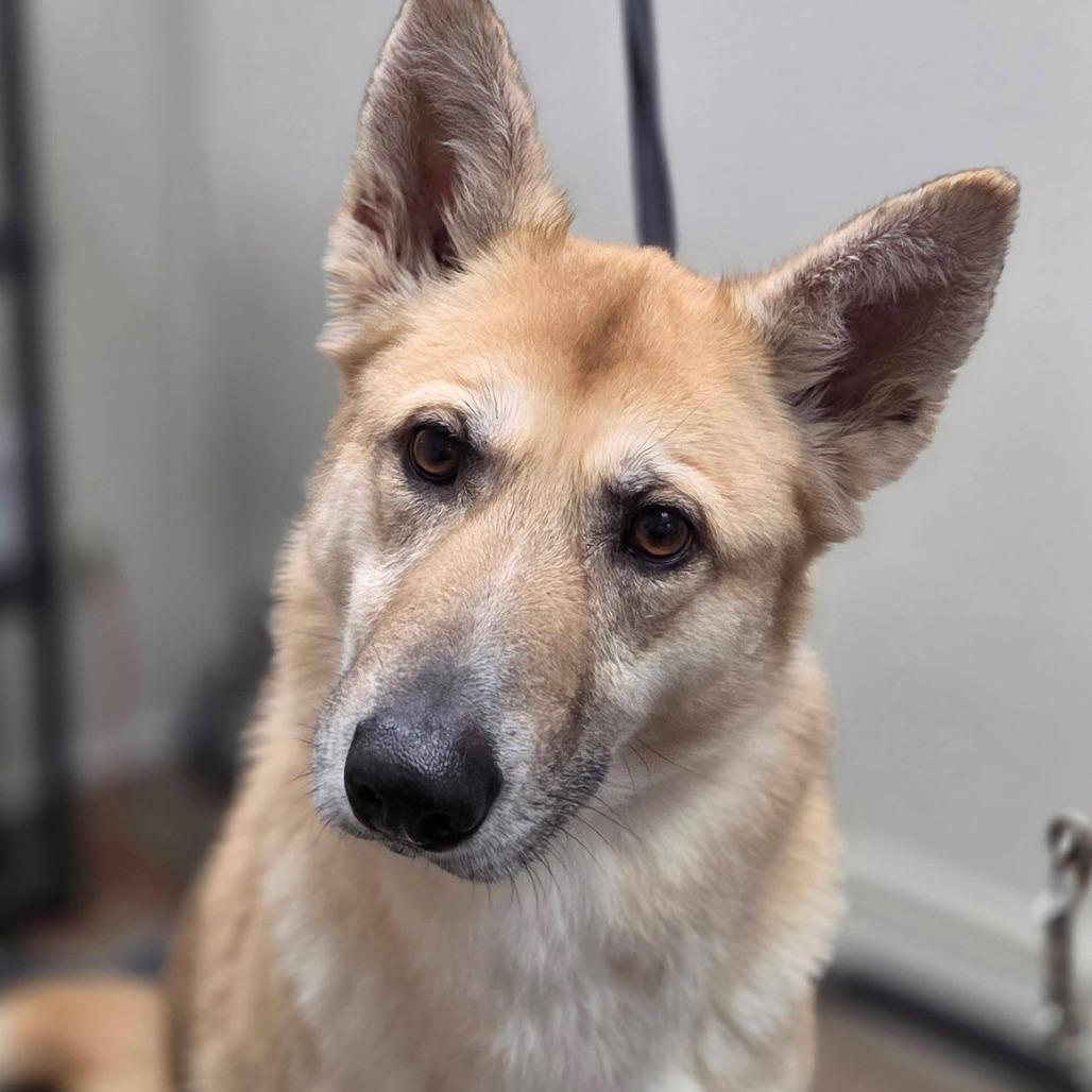 Kaiyah, Adoptable, Adult Female Husky & German Shepherd Dog.