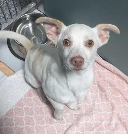 Chase — thumbnail 2