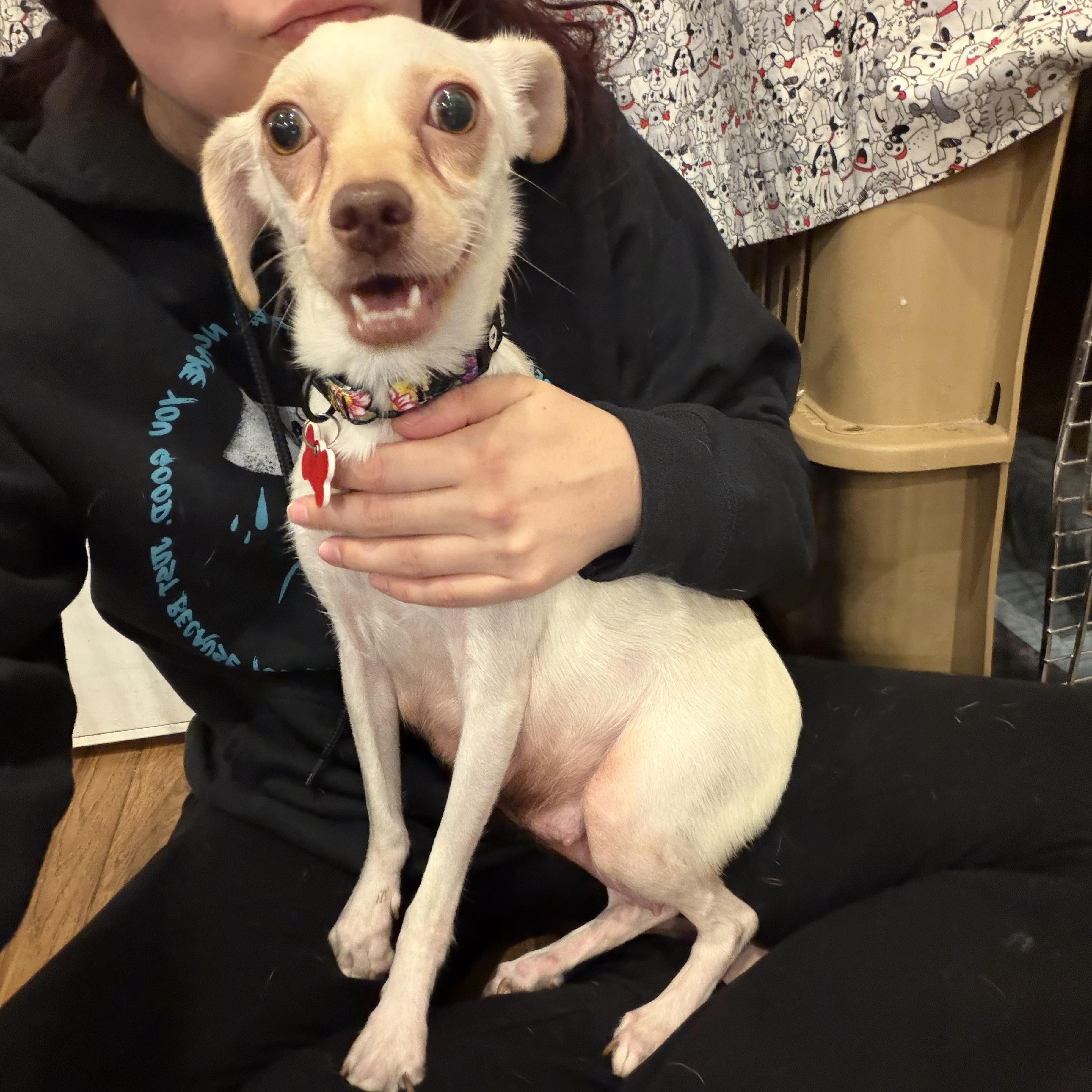 Enlarge Berry, a ADOPTABLE mixed breed in Boulder, CO image 6/6