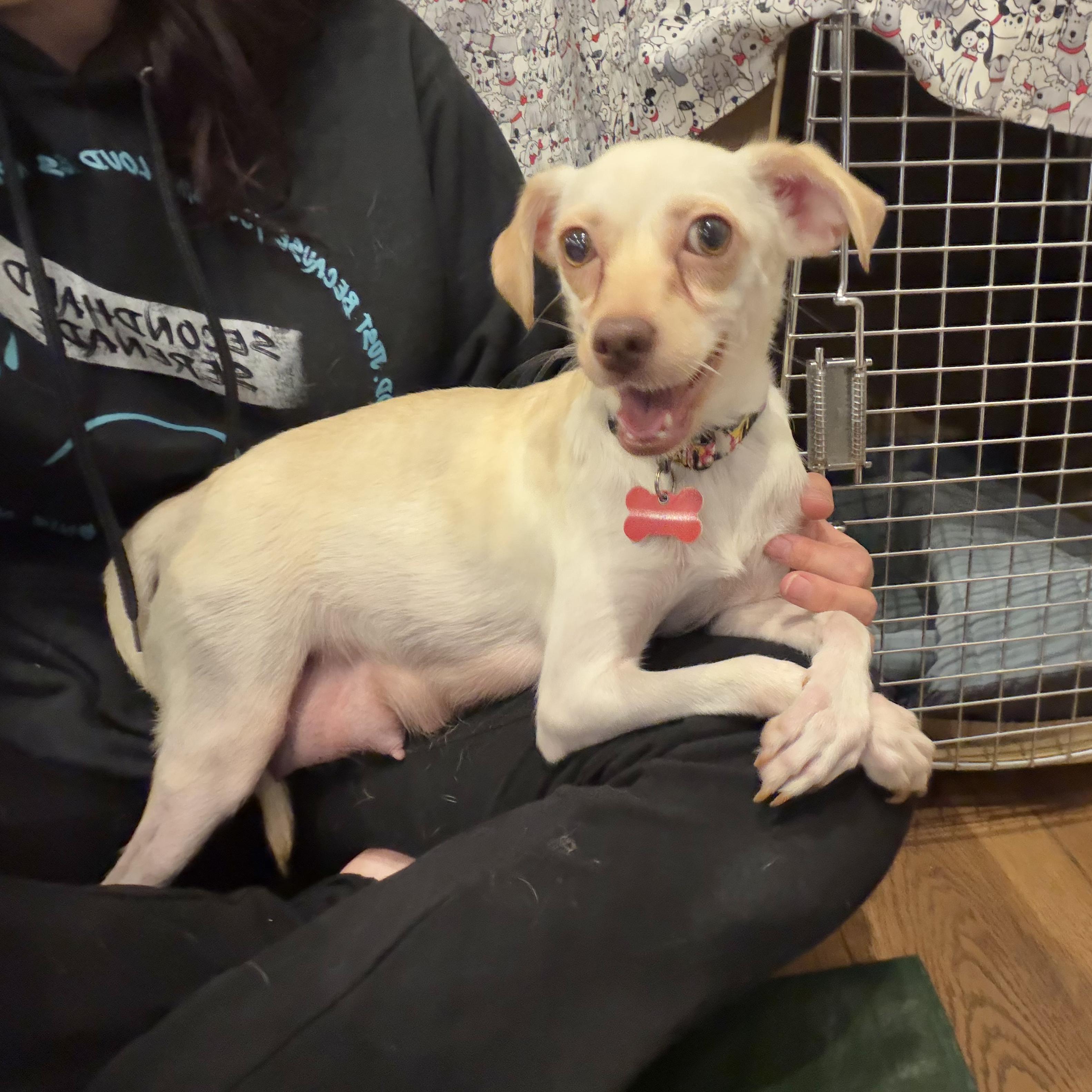 Berry, ADOPTABLE, Young Female Chihuahua & Italian Greyhound.