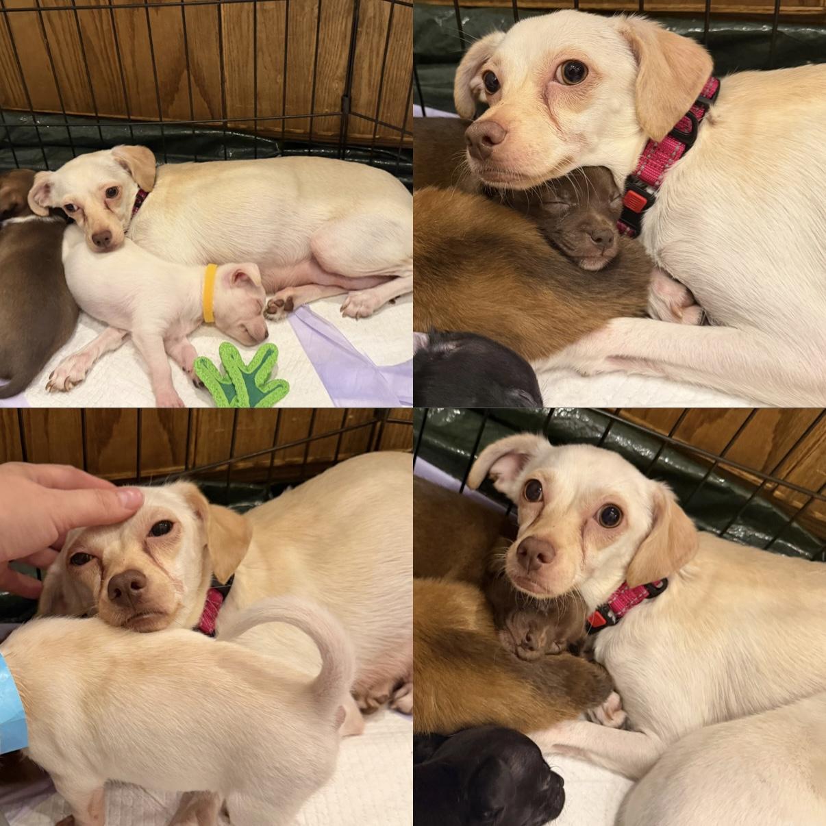 Enlarge Berry, a ADOPTABLE mixed breed in Boulder, CO image 3/6