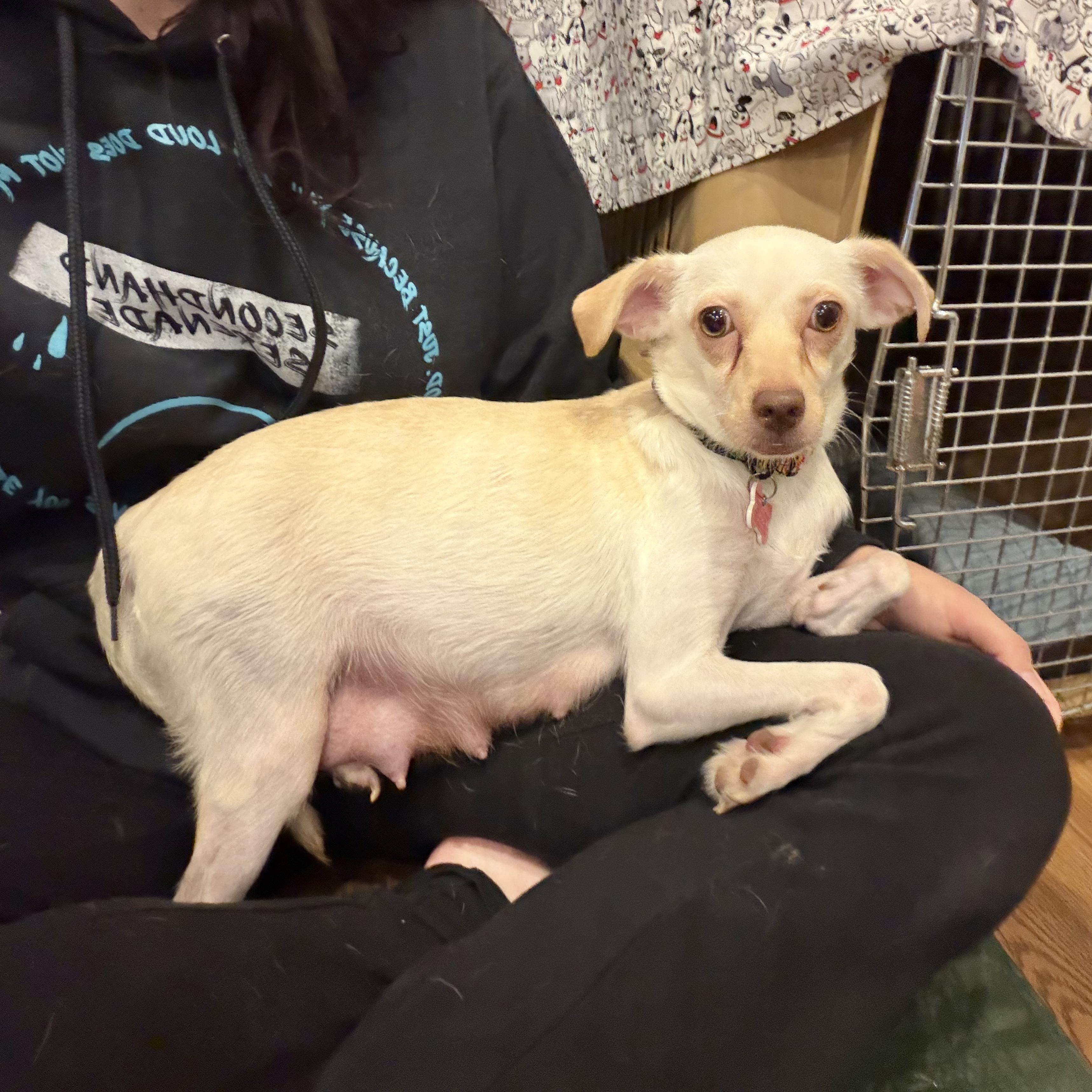 Enlarge Berry, a ADOPTABLE mixed breed in Boulder, CO image 4/6