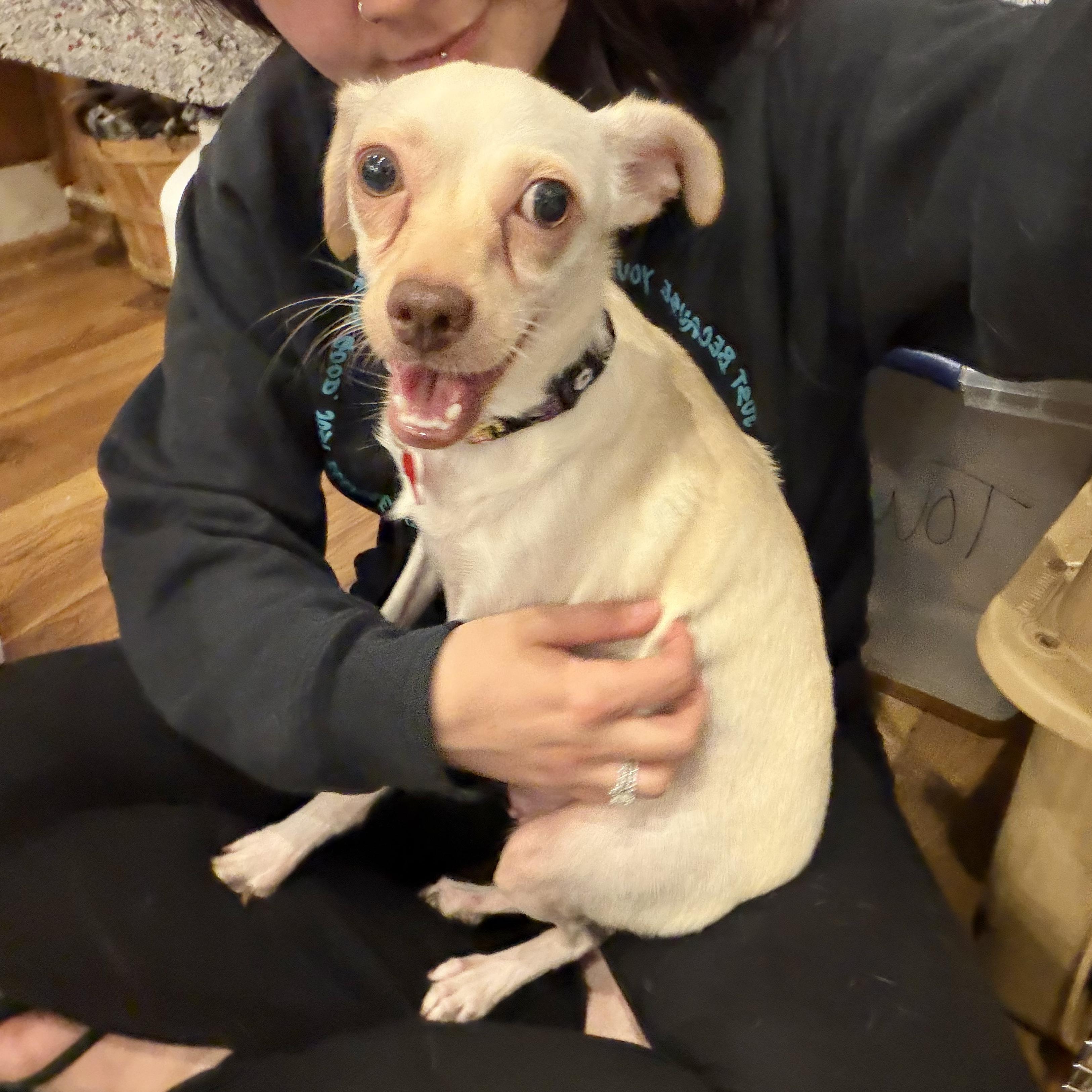 Enlarge Berry, a ADOPTABLE mixed breed in Boulder, CO image 2/6