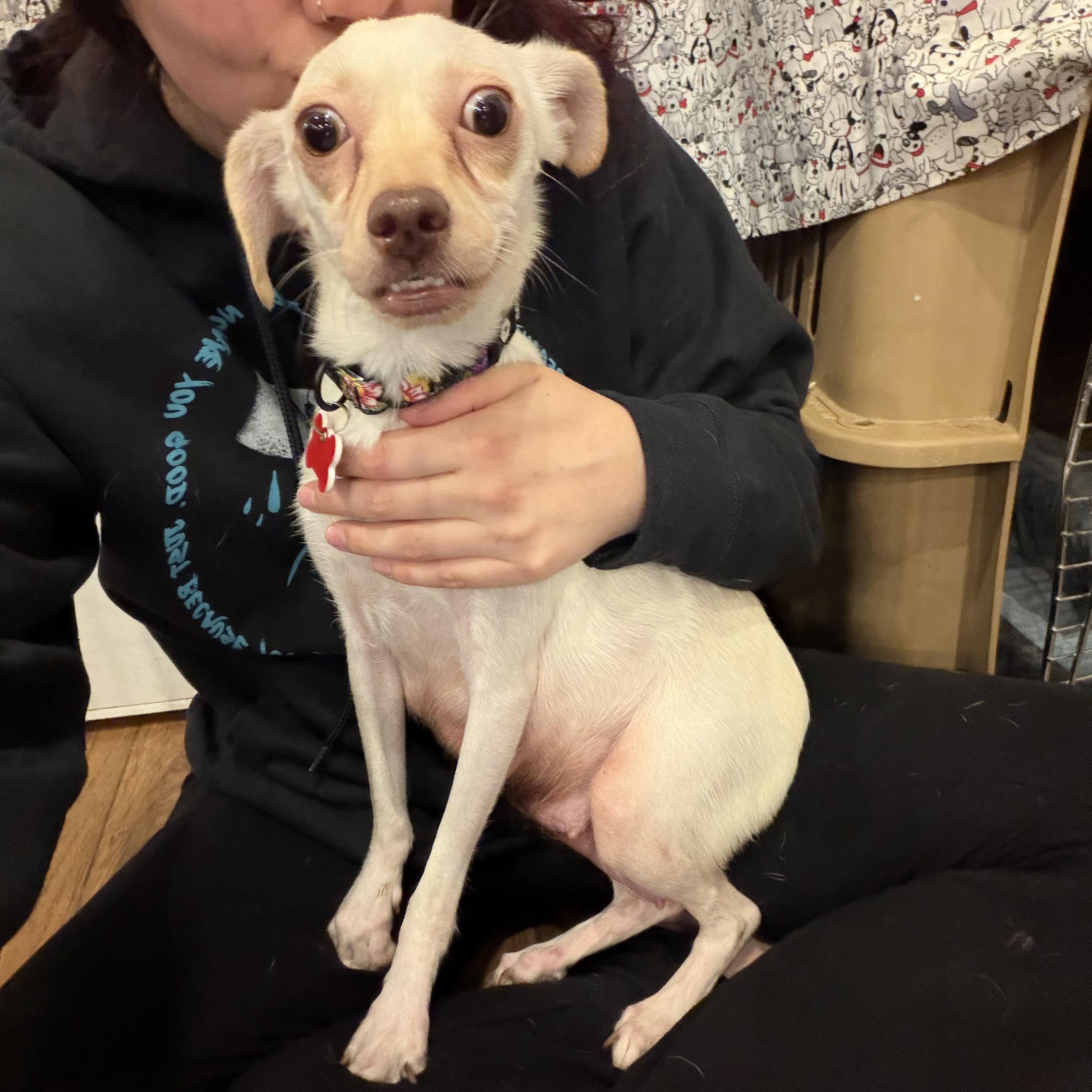 Enlarge Berry, a ADOPTABLE mixed breed in Boulder, CO image 5/6