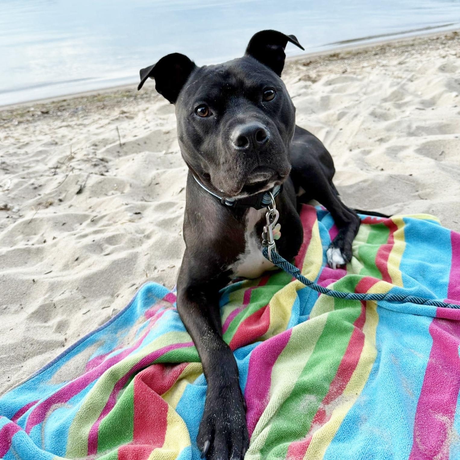 Abel, Adoptable, Adult Male Pit Bull Terrier.