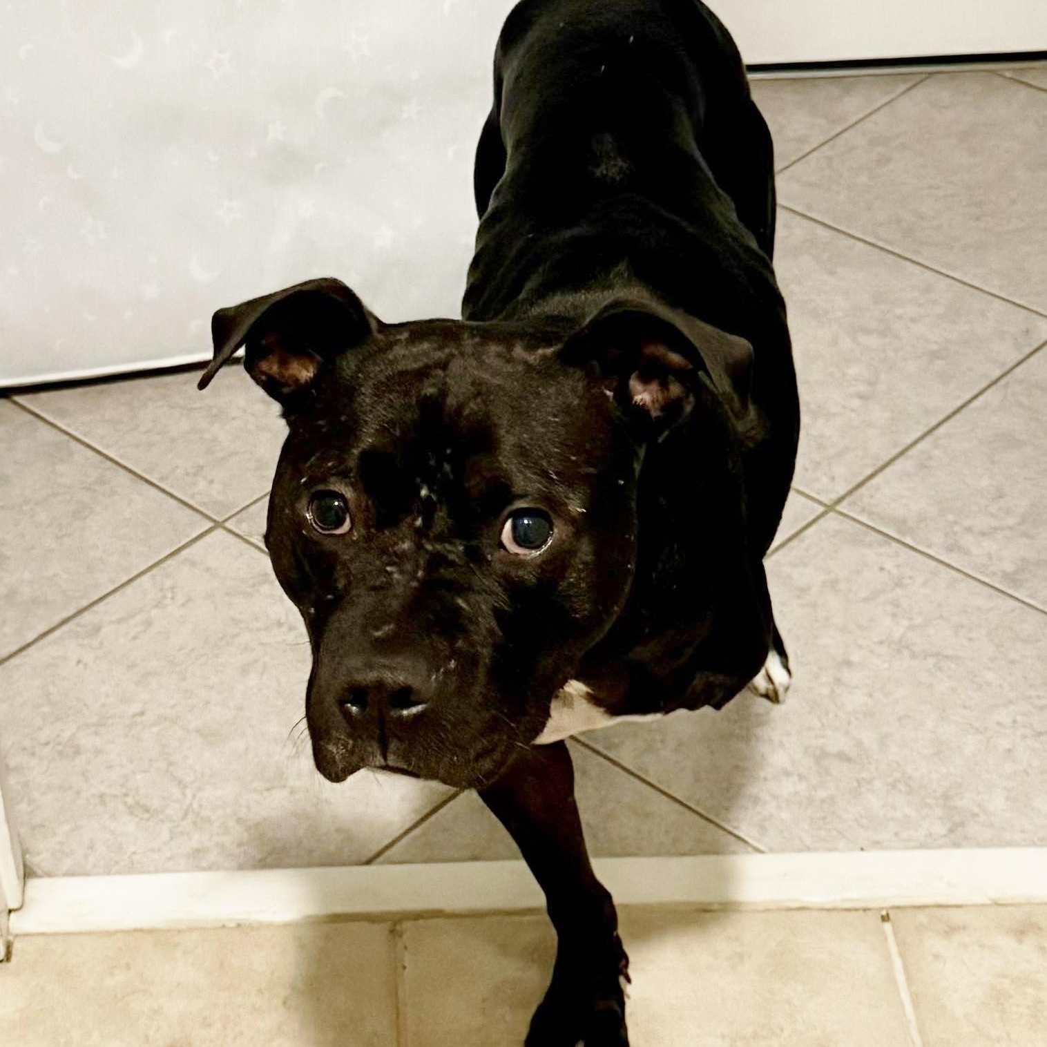 Enlarge Abel, a Adoptable mixed breed in Traverse City, MI image 2/2