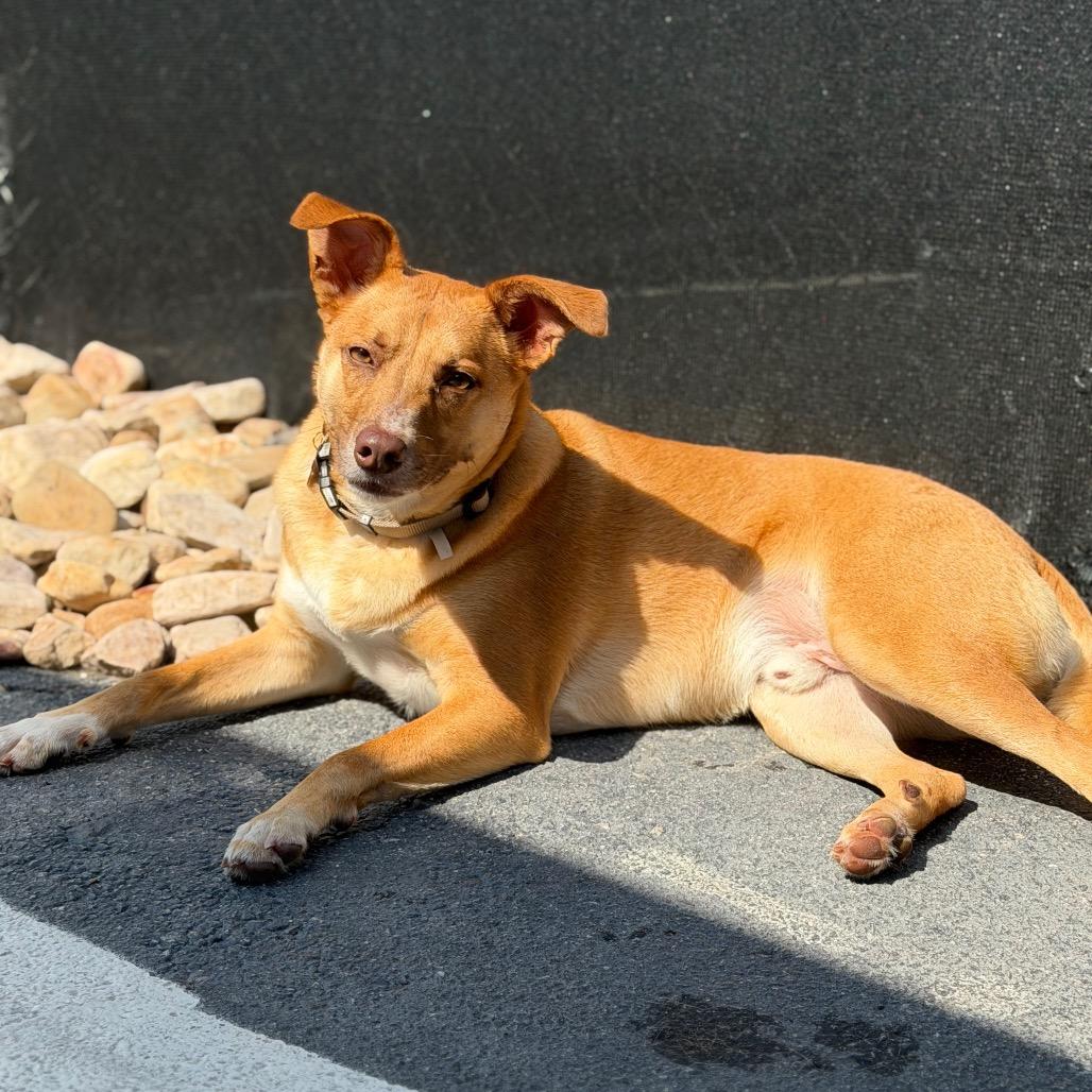 Enlarge Cash, a Adoptable mixed breed in Chesapeake, VA image 1/6