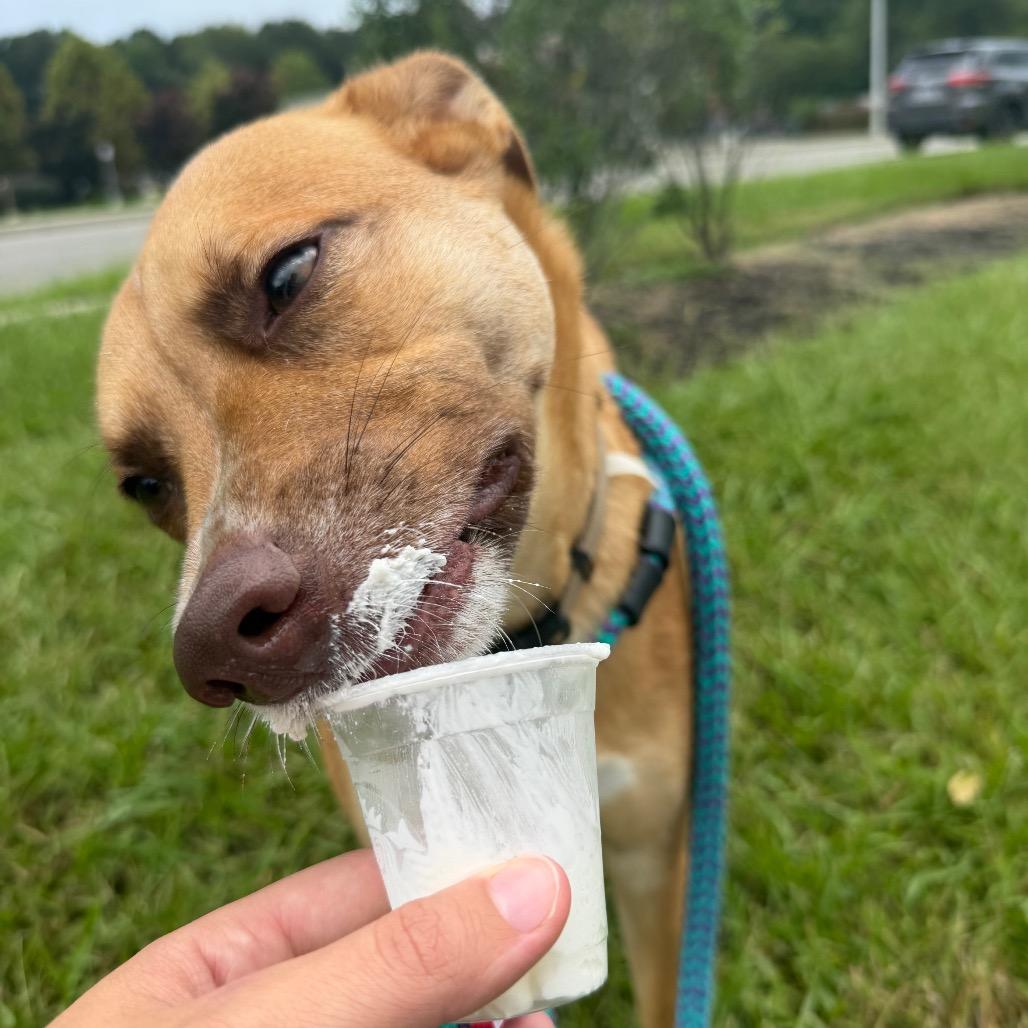 Enlarge Cash, a Adoptable mixed breed in Chesapeake, VA image 2/6
