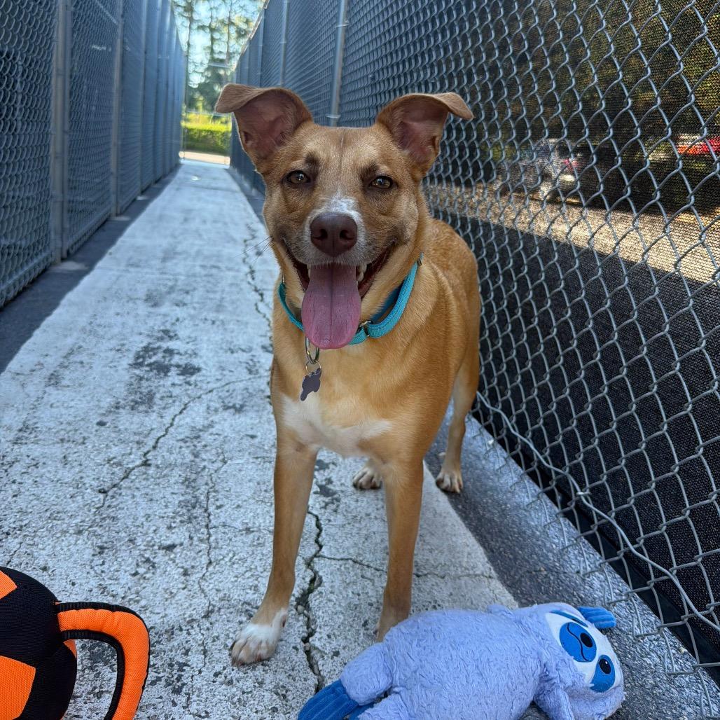 Enlarge Cash, a Adoptable mixed breed in Chesapeake, VA image 3/6
