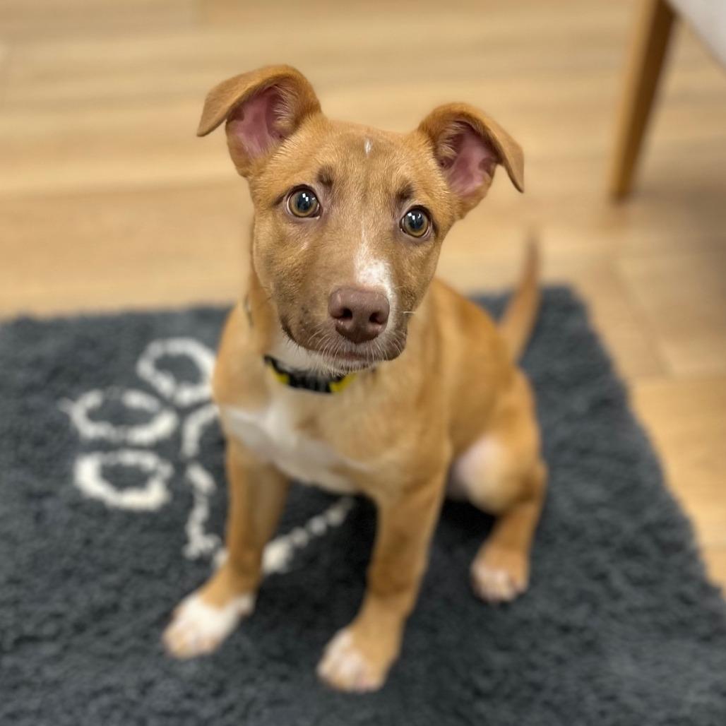 Enlarge Cash, a Adoptable mixed breed in Chesapeake, VA image 4/6