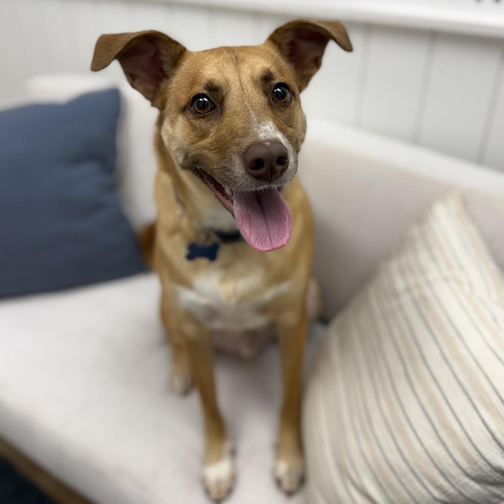 Enlarge Cash, a Adoptable mixed breed in Chesapeake, VA image 5/6