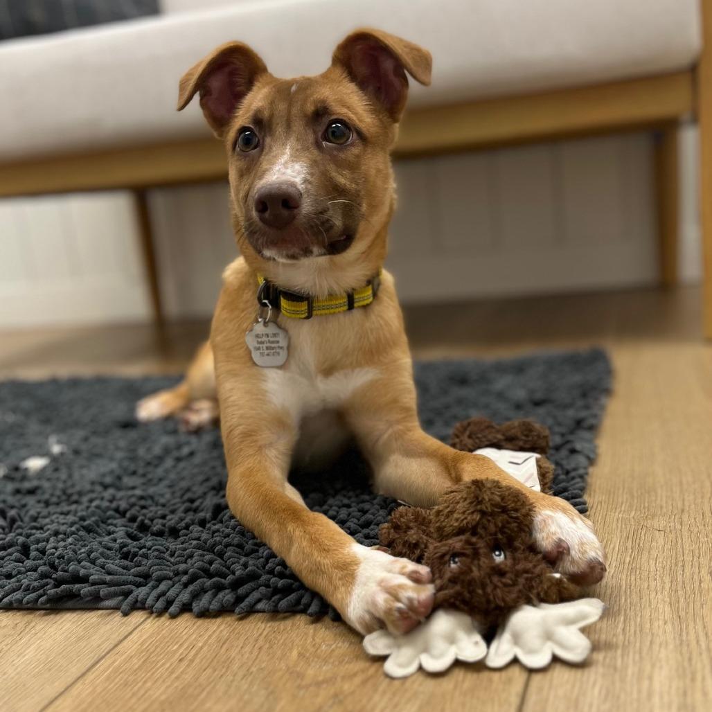 Enlarge Cash, a Adoptable mixed breed in Chesapeake, VA image 6/6