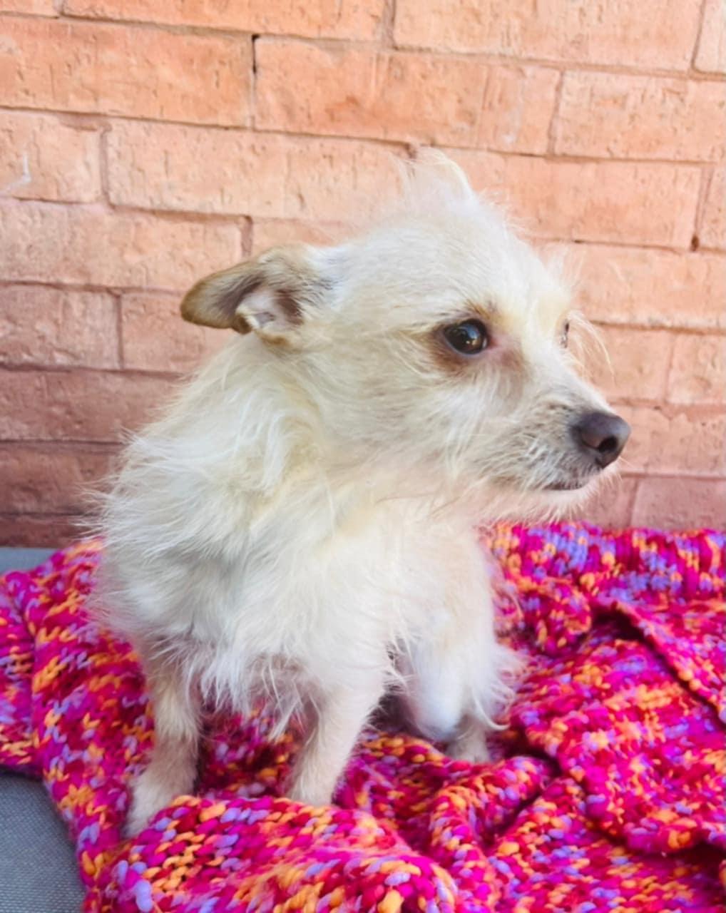 Enlarge Goldie, an adopted mixed breed in Carlsbad, CA image 4/4