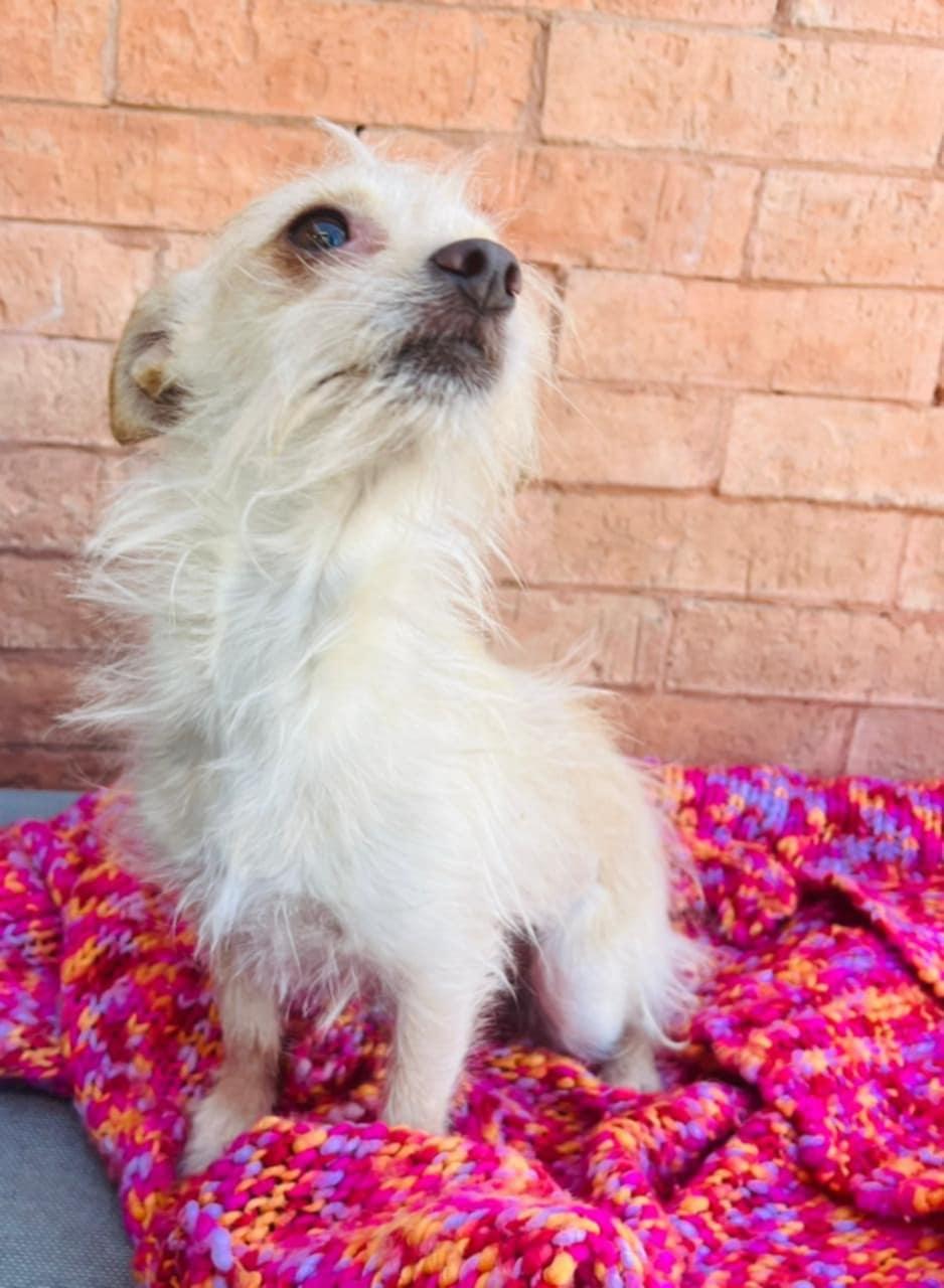 Enlarge Goldie, an adopted mixed breed in Carlsbad, CA image 2/4