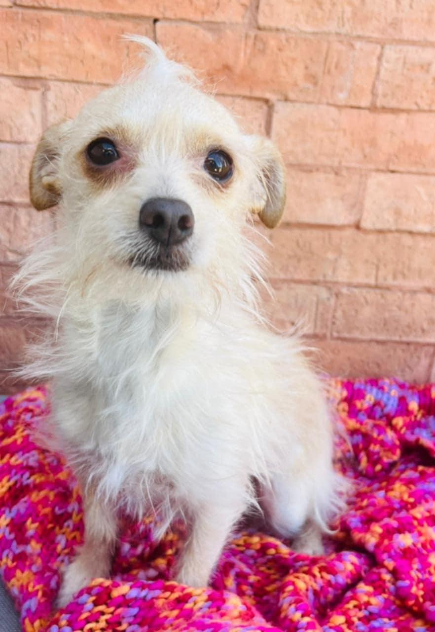 Enlarge Goldie, an adopted mixed breed in Carlsbad, CA image 3/4