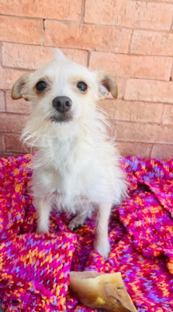 Goldie, adopted, Young Female Terrier & Chihuahua.