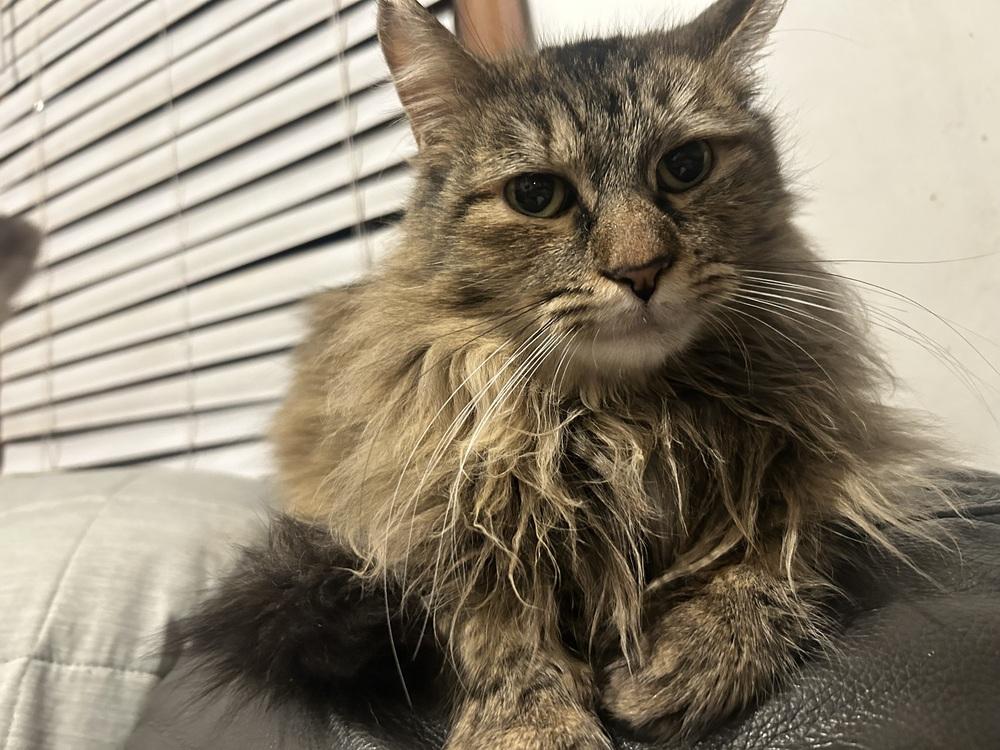 Cashmere, Adoptable, Adult Female Domestic Long Hair & Tabby.