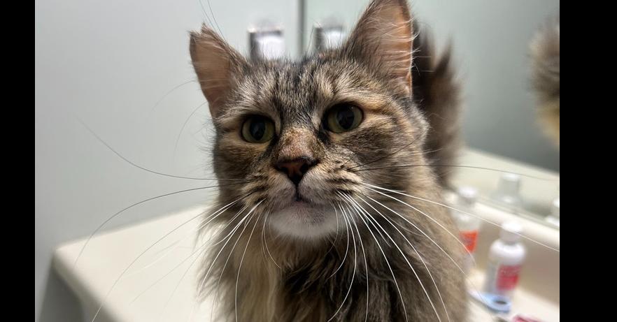 Enlarge Cashmere, a Adoptable mixed breed in Emerald Isle, NC image 2/2