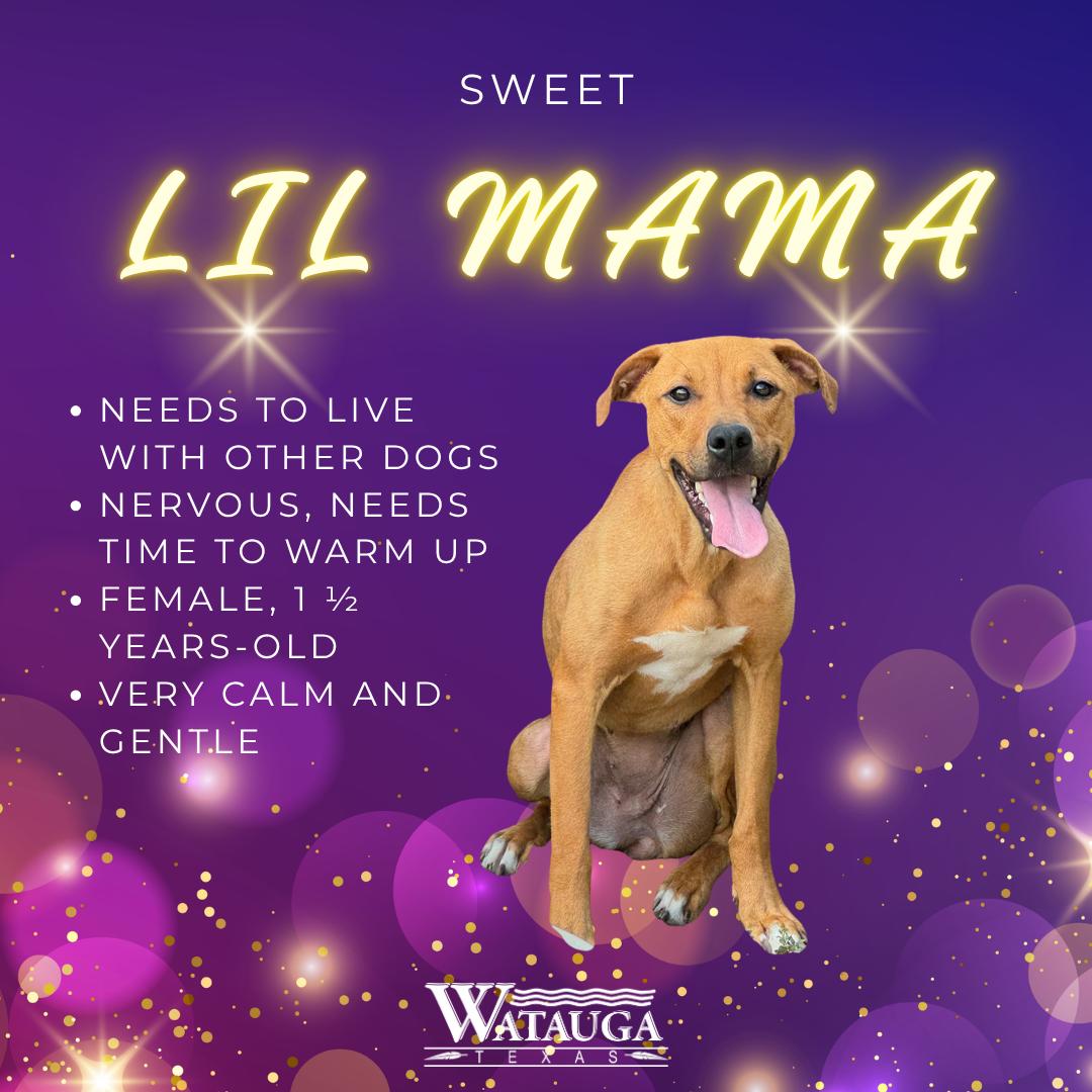 Lil Mama, ADOPTABLE, Adult Female Boxer & Pit Bull Terrier.