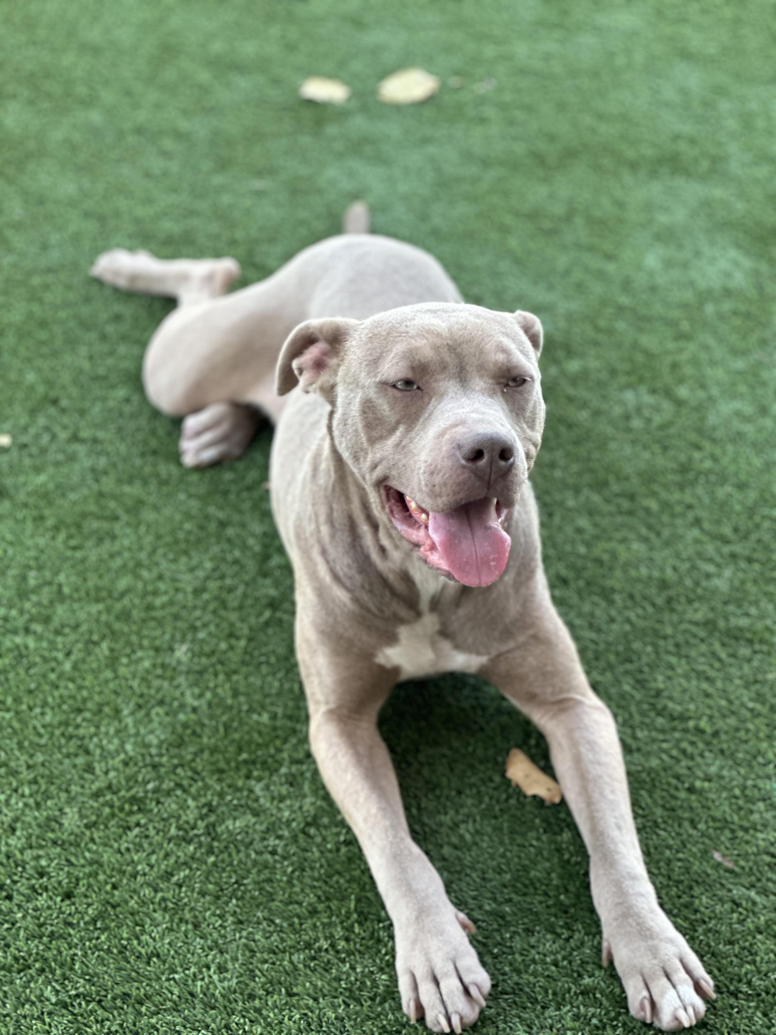 Enlarge Taffy , a ADOPTABLE Pit Bull Terrier in Simi Valley, CA image 2/5